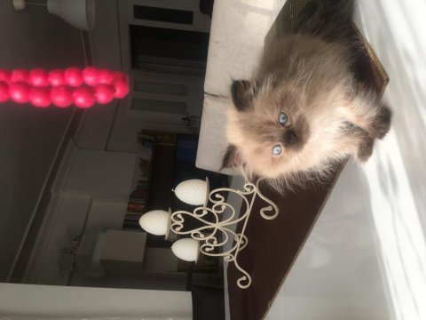 Son kalan chinchilla kedisi bebişlerim