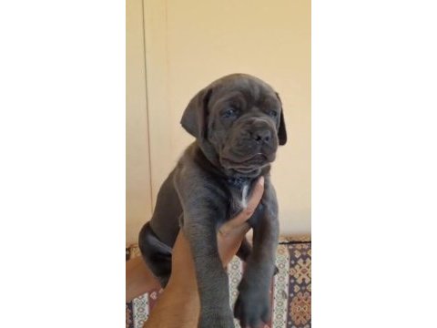 Orjinal cane corso