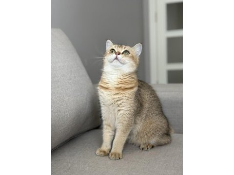 Ny11 dişi british shorthair