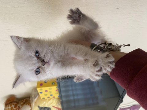 British blue point ( 2 ay )