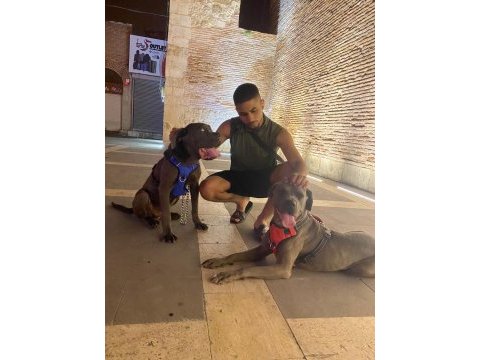 Acil satılık cane corso köpekler