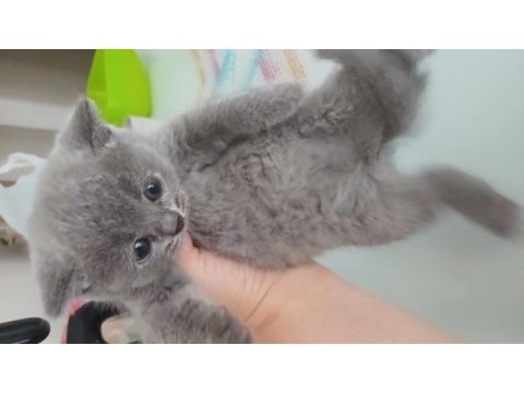 Scottish fold yavrular teslime hazır