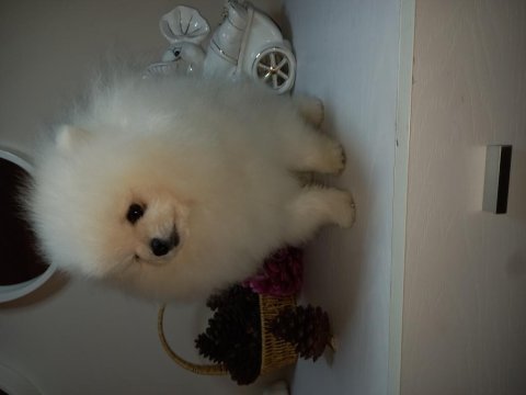 Üst düzey minyatür teacup pomeranian mükemmel kalitede