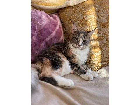 Maine coon dişi silver tortie uygun