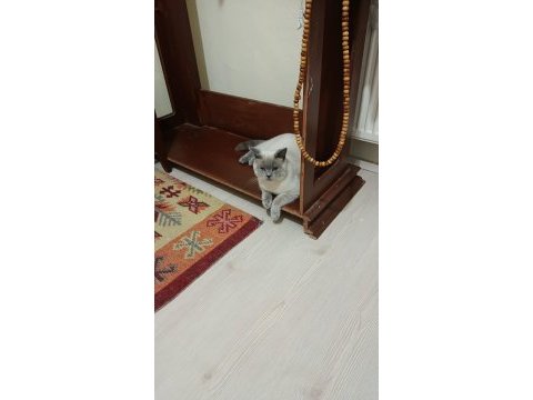 Çok uysal british shorthair 6 aylık bakımlı