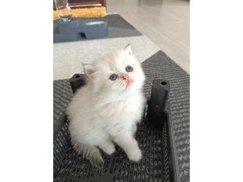 Muhteşem güzellikte golden blue point british longhair