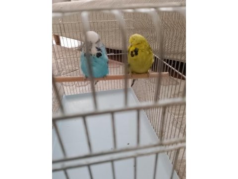 Satılık show jumbo çift muhabbet kuşu