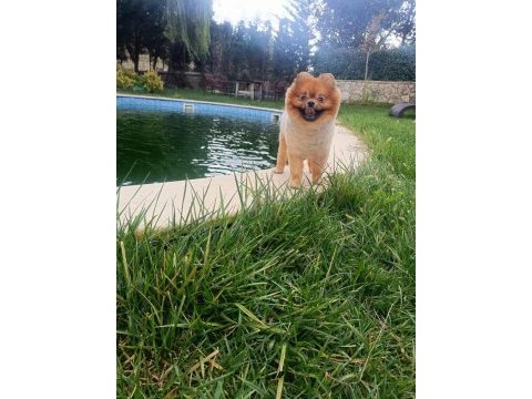 Her çeşit her keseye uygun pomeranian bebekler