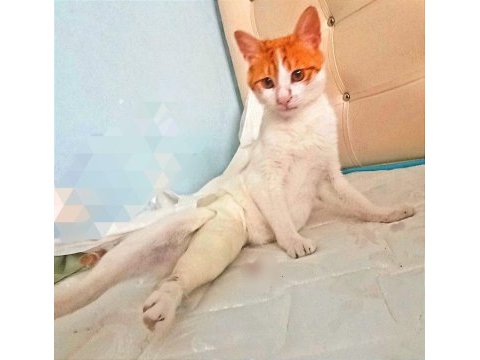 Kaza geçirmiş kısır sarman kedime acil yuva arıyorum.