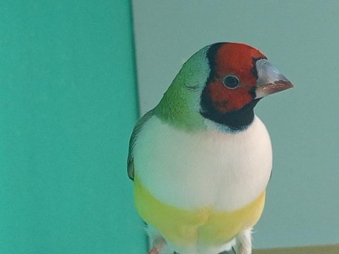 Goldun finch