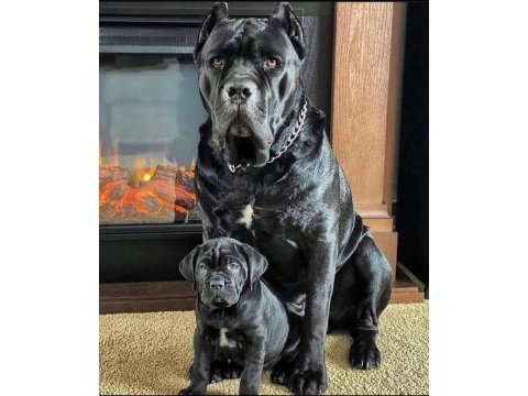 Dev cane corso yavruları ankara