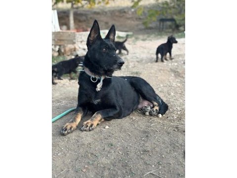 Yetişkin temel itaatli alman çoban köpekler