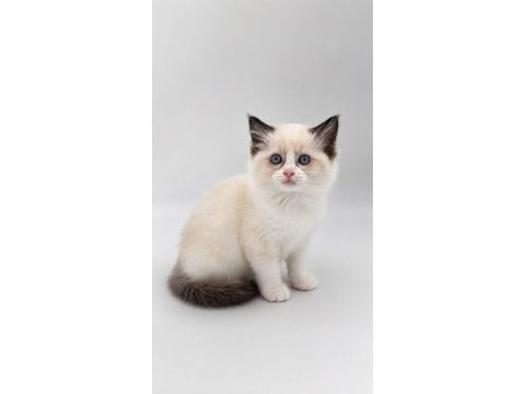Hakiki ragdoll bebekler