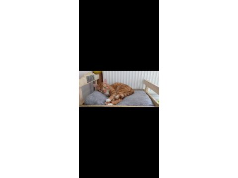 2 yaşında erkek kısırlaştırılmış sarman kedimiz