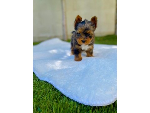 Petmode köpek çiftliğinde ziyarete açık morkie