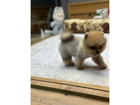 Pomeranian köpeğimiz yeni yuvalarını bekliyor