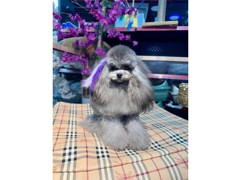 Silver şecereli show kalite 1 yaş 1700 gram kore poodle