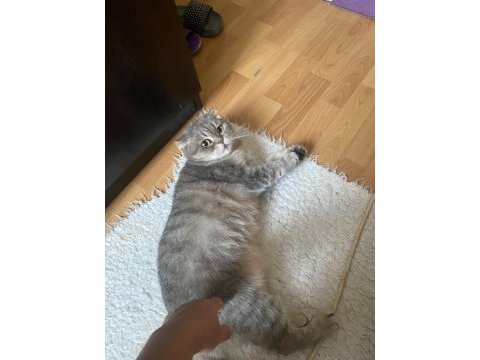 Sağlığımdan dolayı kedimiz