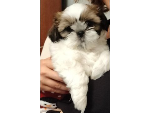 Şitsu köpeğimiz acil bakıcı ailesini aranıyor
