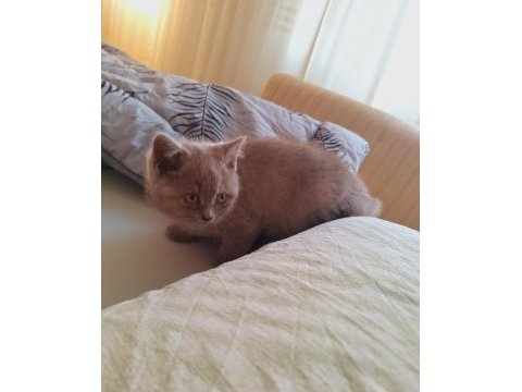 British shorthair lilac yavrumuz