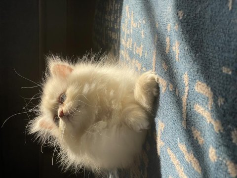 Safkan british longhair erkek 3 aylık