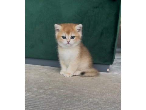 Şecereli anne ve babadan ny12 safkan british shorthair