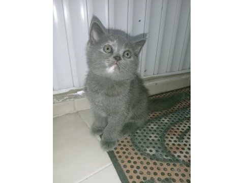 British shorthair yavrular