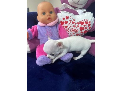 Saf kan chihuahua