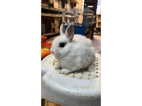 Hollanda lop tavşanları ve cüce tavşanlar