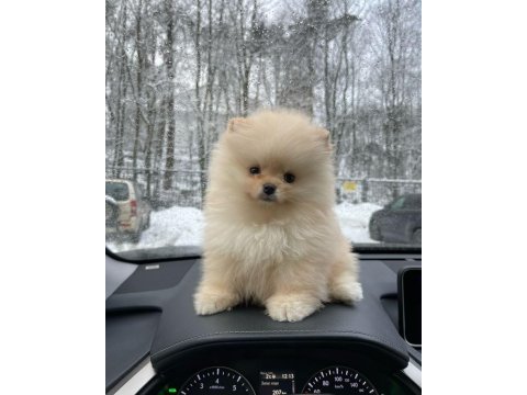 Pomeranian boo yavrular