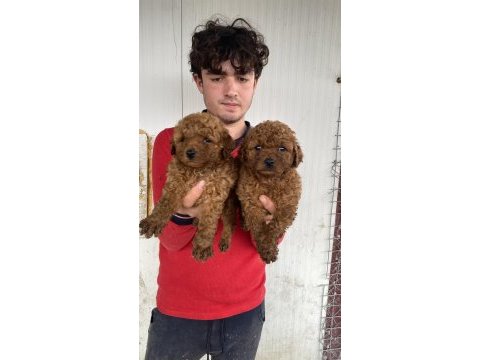 Üst kalite orjinal toy poodle yavruları