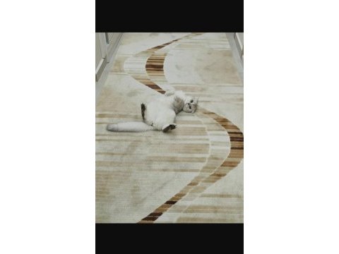 Scottish fold prenses evimizin