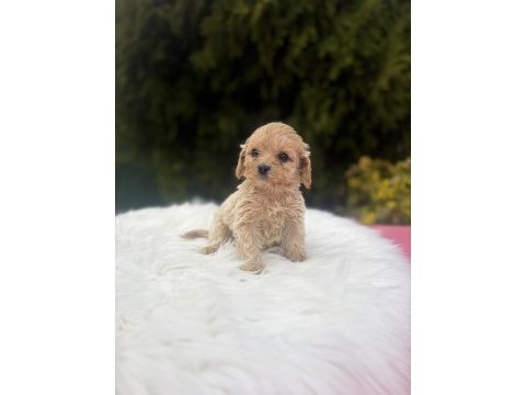 Maltipoo yavrularımız