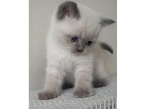 British shorthair bebeklerimi veriyorum