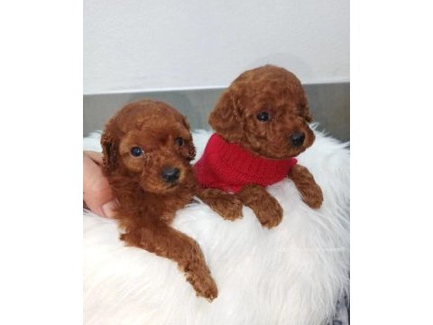 Premium toy poodle