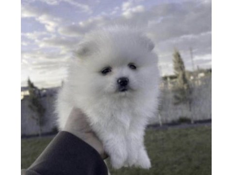 Pomeranian boo sağlıklı
