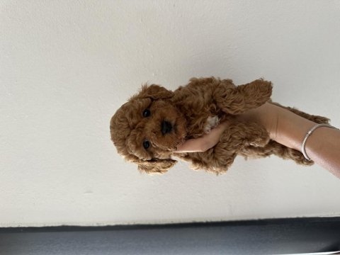 Sağlık garantili toy poodle kore