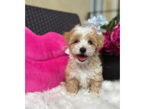 Maltipoo mini teacup yavrularımız