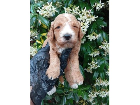 Irk ve sağlık garanti poodle yavrularımuz