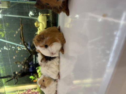Ginepig yavruları citypetshop