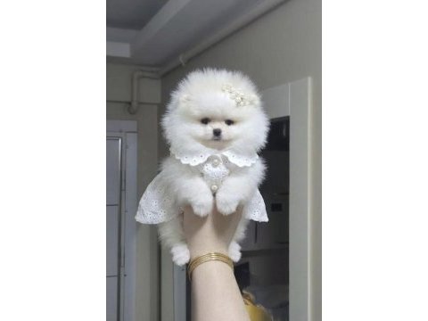 Üst kalite mini boy orijinal ırk pomeranian boo dişi