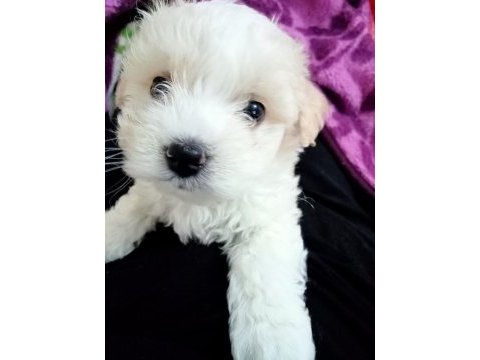 Dünya tatlısı maltese terrier