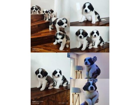 St bernard yavrularımız cerrner kontrolünden geçmiştir