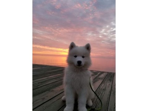 Karbeyez samoyed yavrularımız