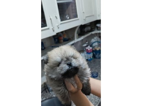 Pomeranian tospik yavrular
