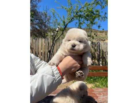Üst düzey chow chow yavruları