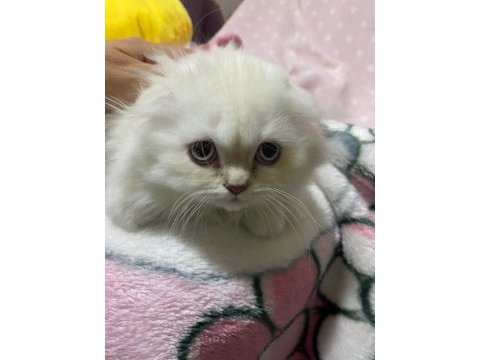 Scottish fold beyaz mavi gözlü erkek