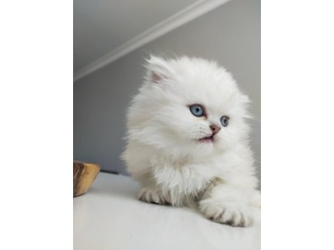 Minik pofidik scottish straight bebek