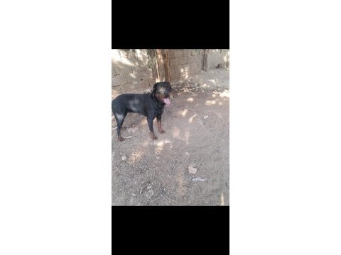 Alan koruması üst seviyede rottweiler