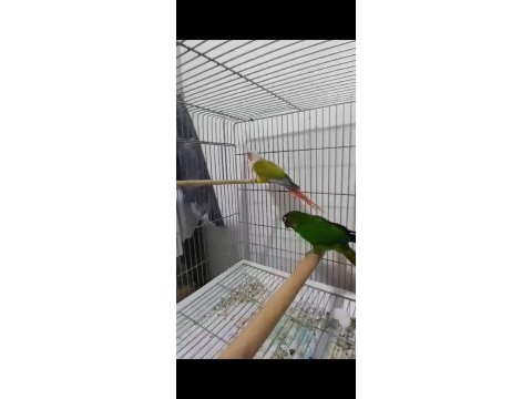 Konur takım renk güzeli ,erkek evcil konuşma mevcut